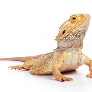 Bearded dragons