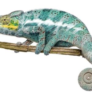 Chameleon