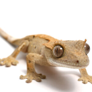 Geckos